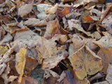 Autumn Leaves, Clacton-on-Sea