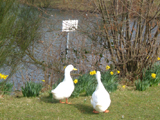 University of Essex, Wivenhoe